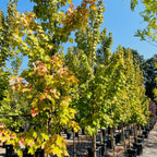 Brandywine Red Maple