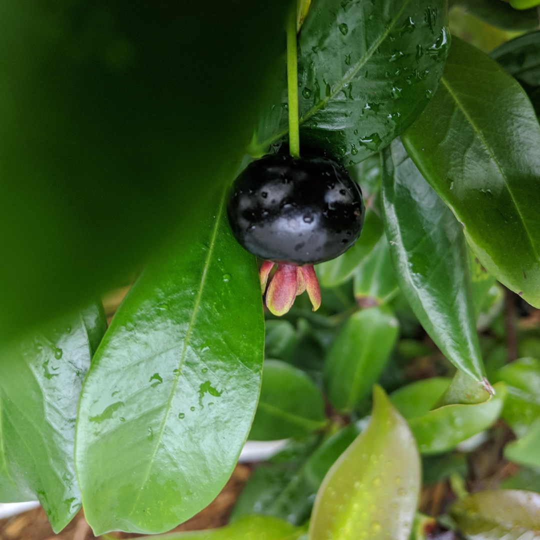 Brazil cherry