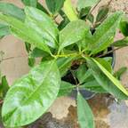 Brazil cherry