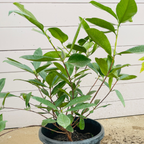 Brazil cherry