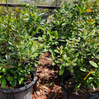 Brazil cherry