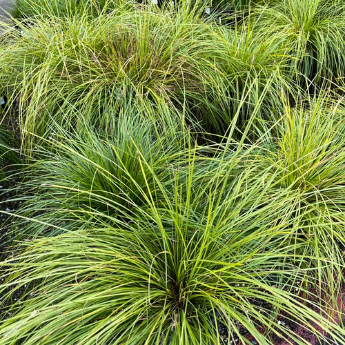Breeze Dwarf Mat Rush