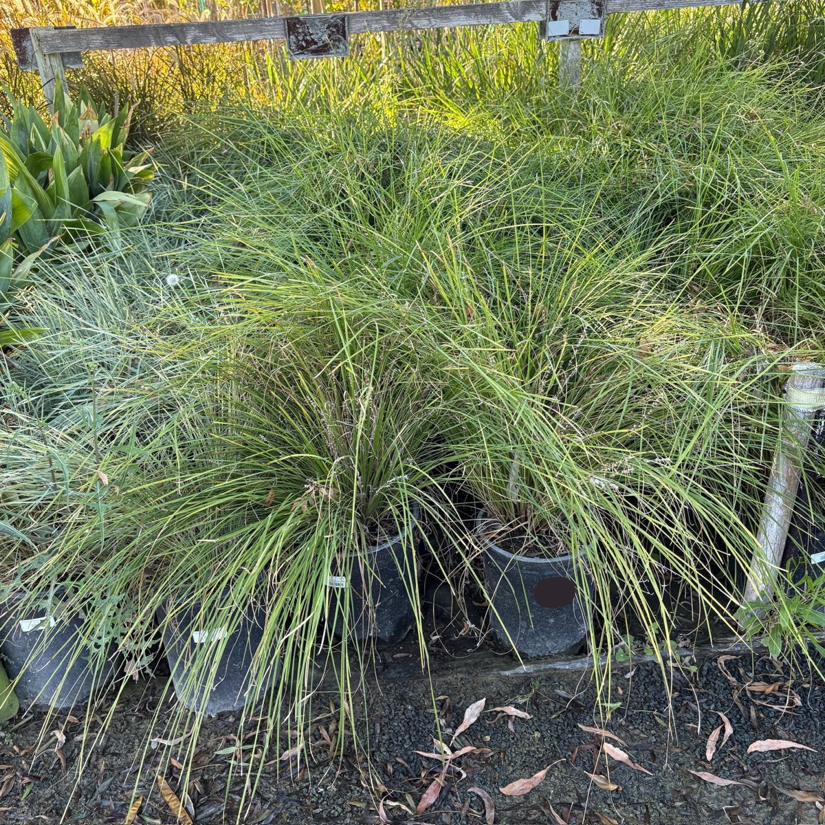 Breeze Dwarf Mat Rush
