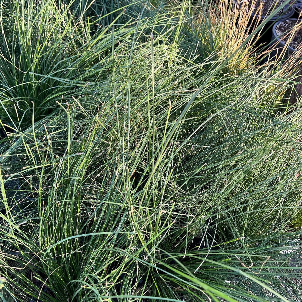 Breeze Dwarf Mat Rush