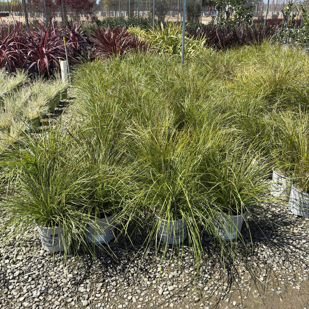Breeze Dwarf Mat Rush