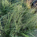 Breeze Dwarf Mat Rush