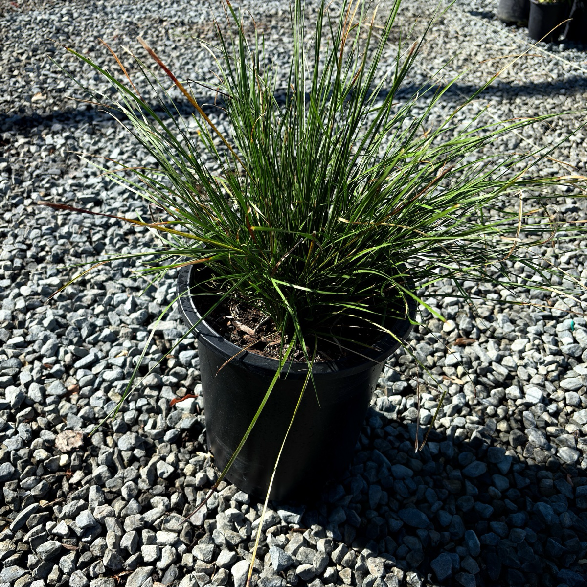 Breeze Dwarf Mat Rush