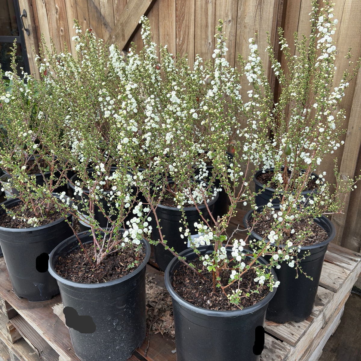 Bridal Wreath Spirea