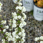 Bridal Wreath Spirea