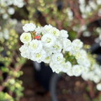 Bridal Wreath Spirea