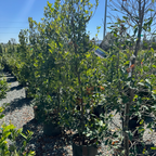 Bright 'N Tight Carolina Cherry Laurel