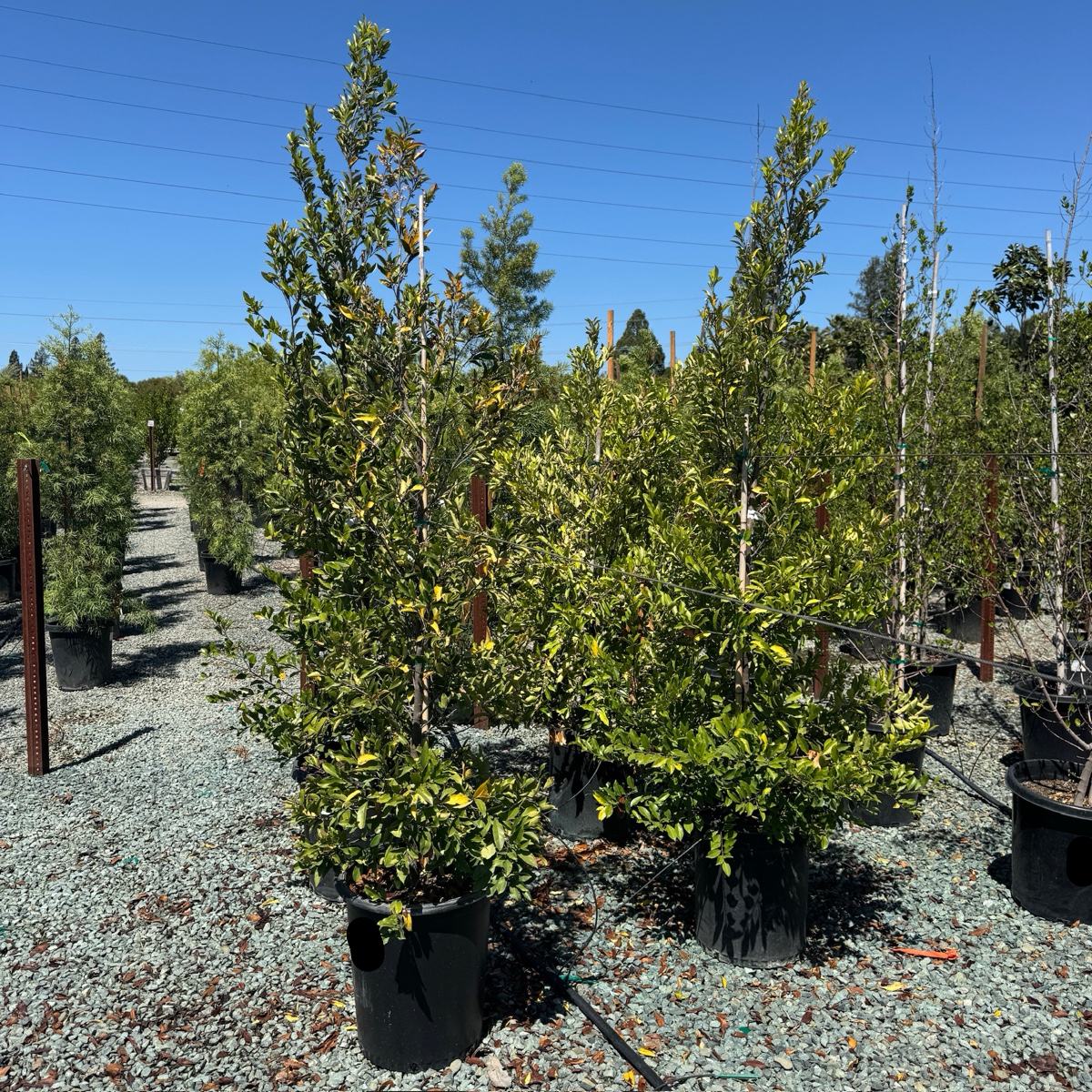 Bright 'N Tight Carolina Cherry Laurel