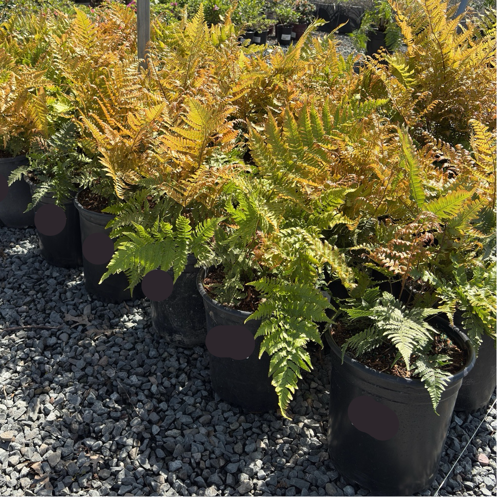  Row of potted Japanese Shield Fern plants in a garden setting