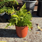 Brilliance Autumn Fern