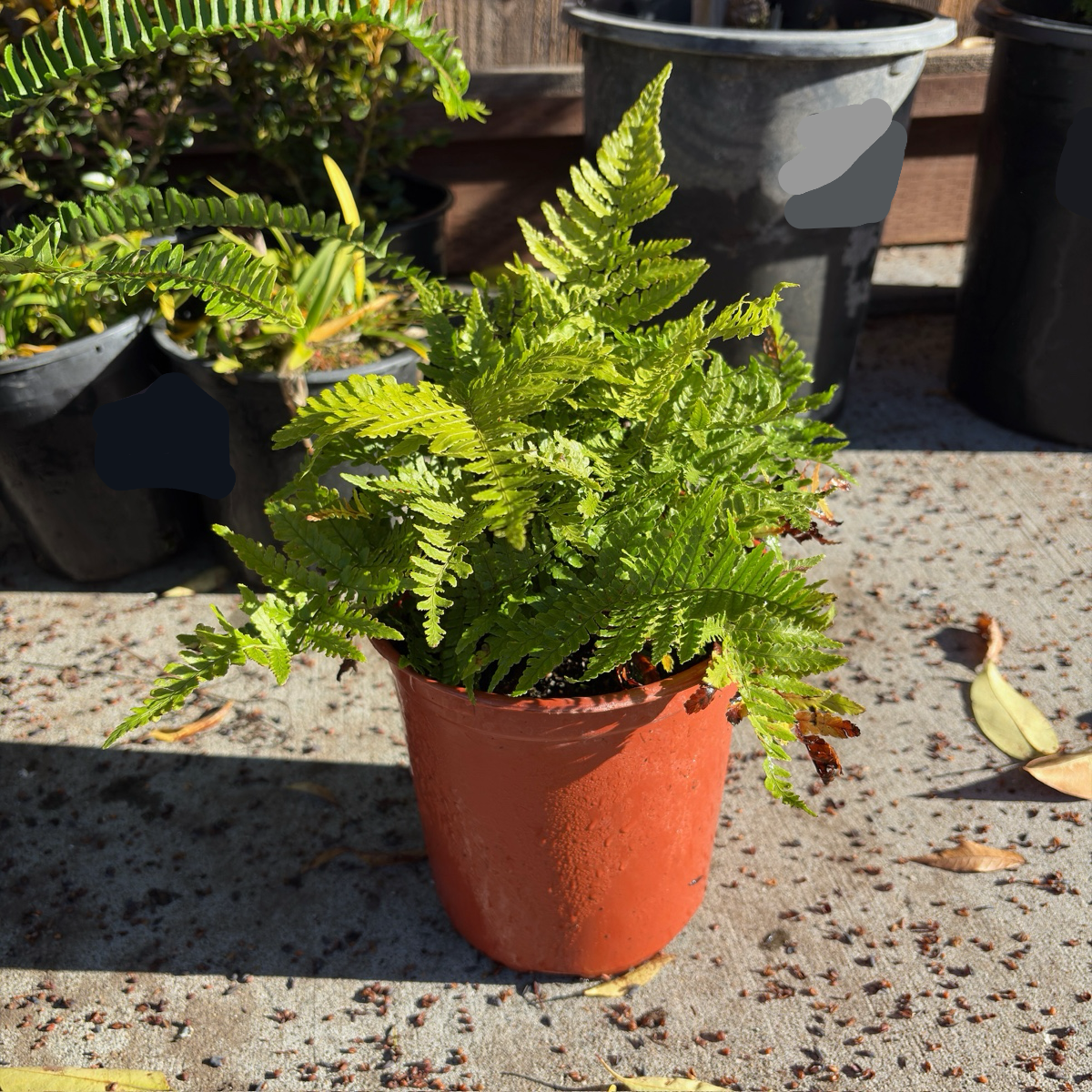 彩虹蕨| 彩色叶片| 毛状质感| 庭院及盆栽色彩点缀– Victory Nursery