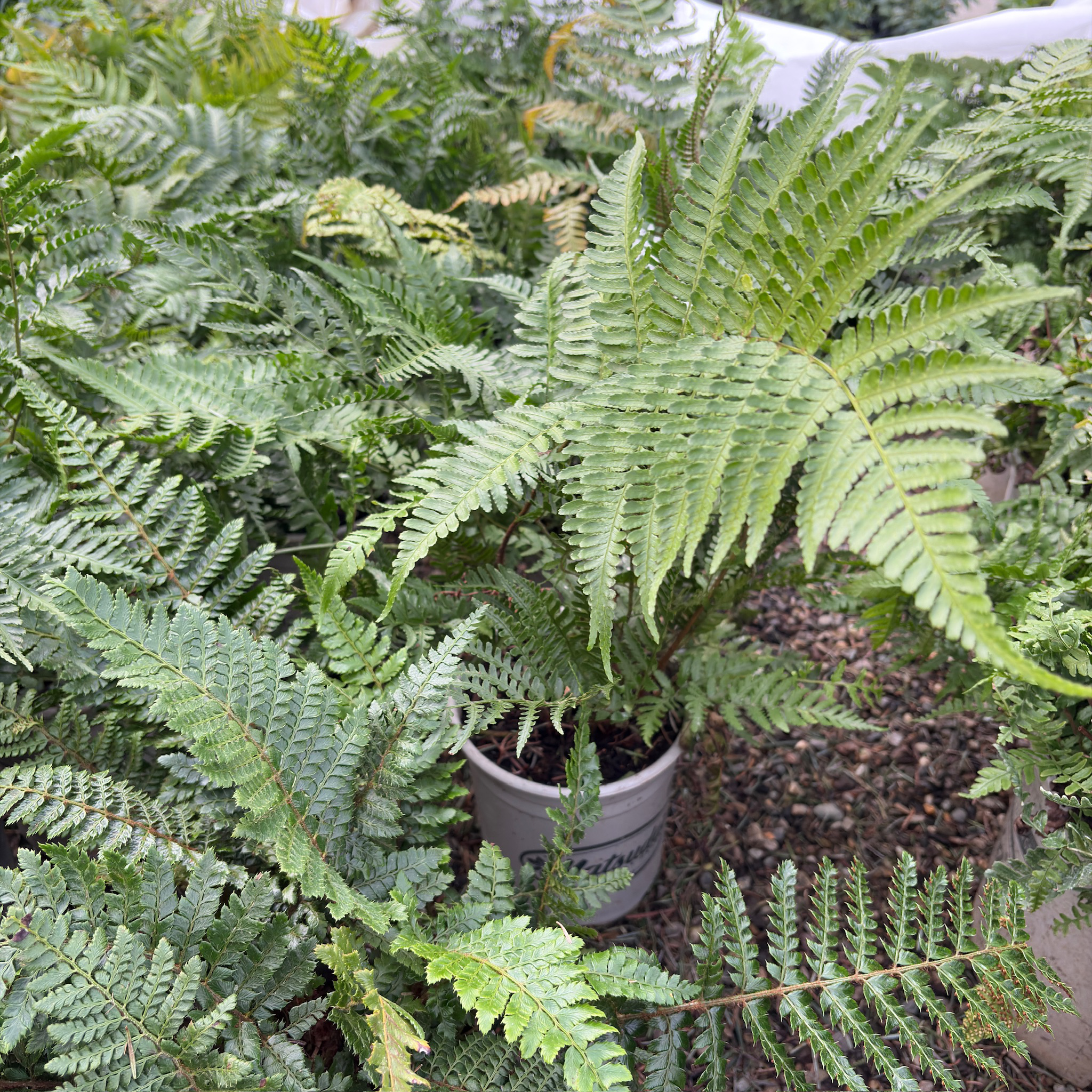 Brilliance Autumn Fern