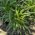 Brilliant Blue Lily of the NileGreen potted Brilliant Blue Lily of the Nile plant with long leaves on a gravel surface