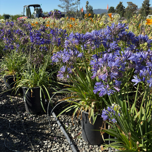 Brilliant Blue Lily of the NilePotted purple Brilliant Blue Lily of the Nile flowers in a garden setting with a tractor in the background