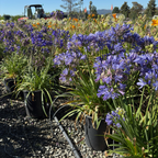 Brilliant Blue Lily of the NilePotted purple Brilliant Blue Lily of the Nile flowers in a garden setting with a tractor in the background