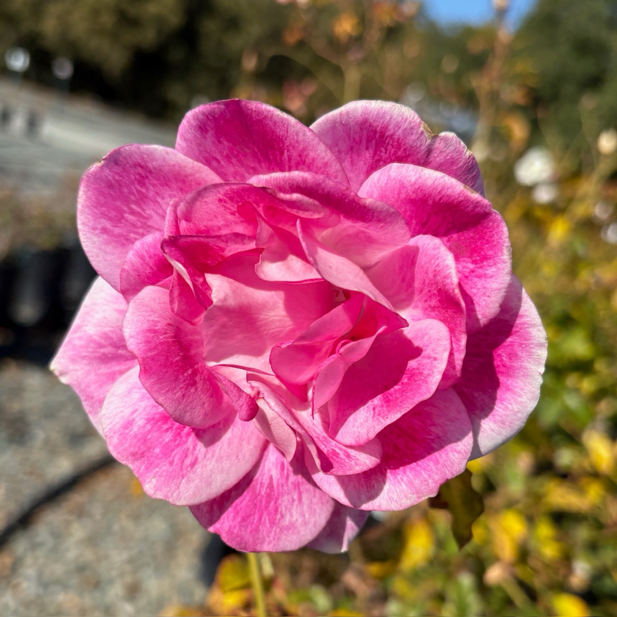 Brilliant Pink Iceberg Rose