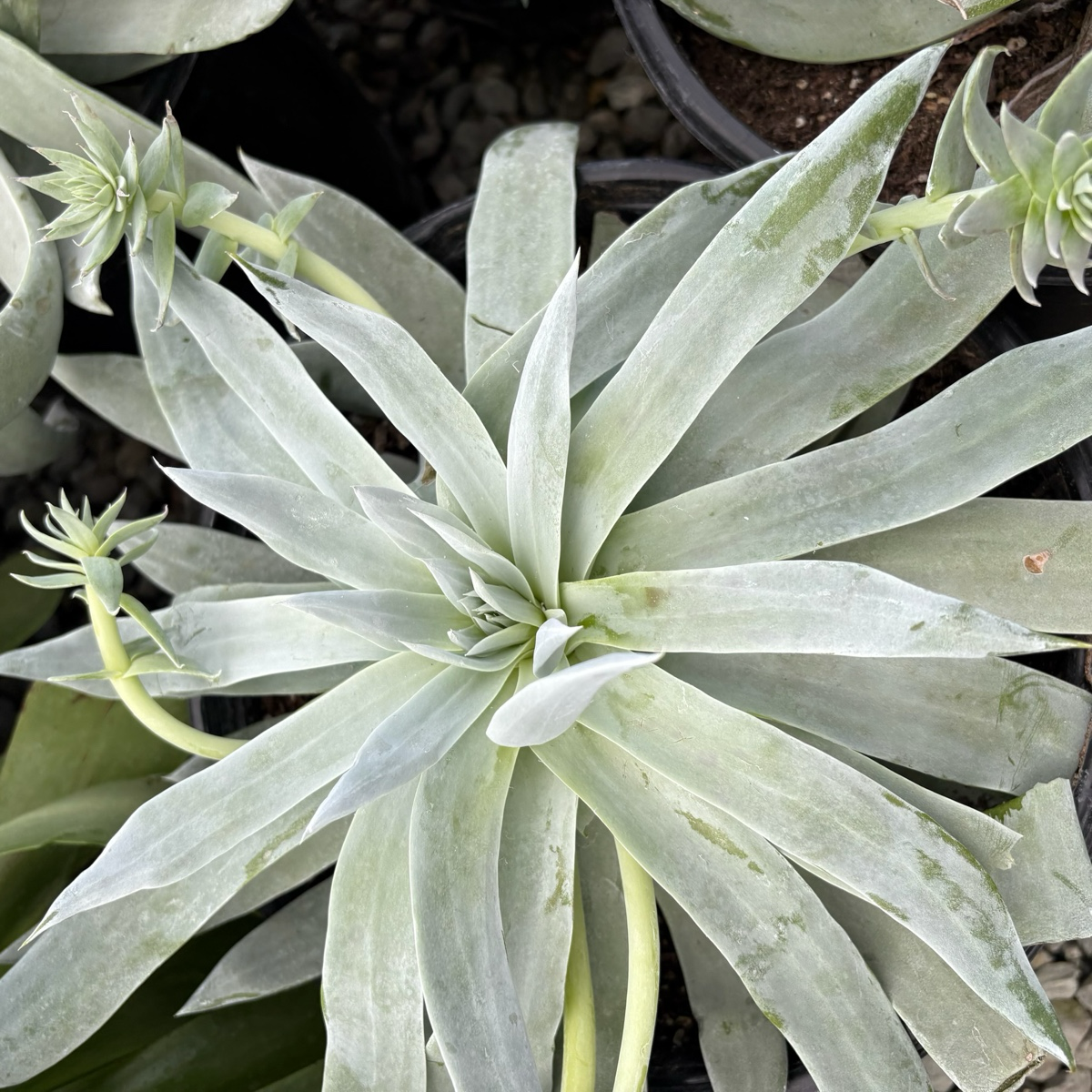Britton's Dudleya
