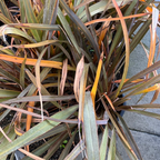 Bronze Baby New Zealand Flax