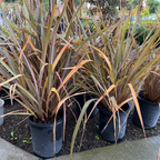 Bronze Baby New Zealand Flax