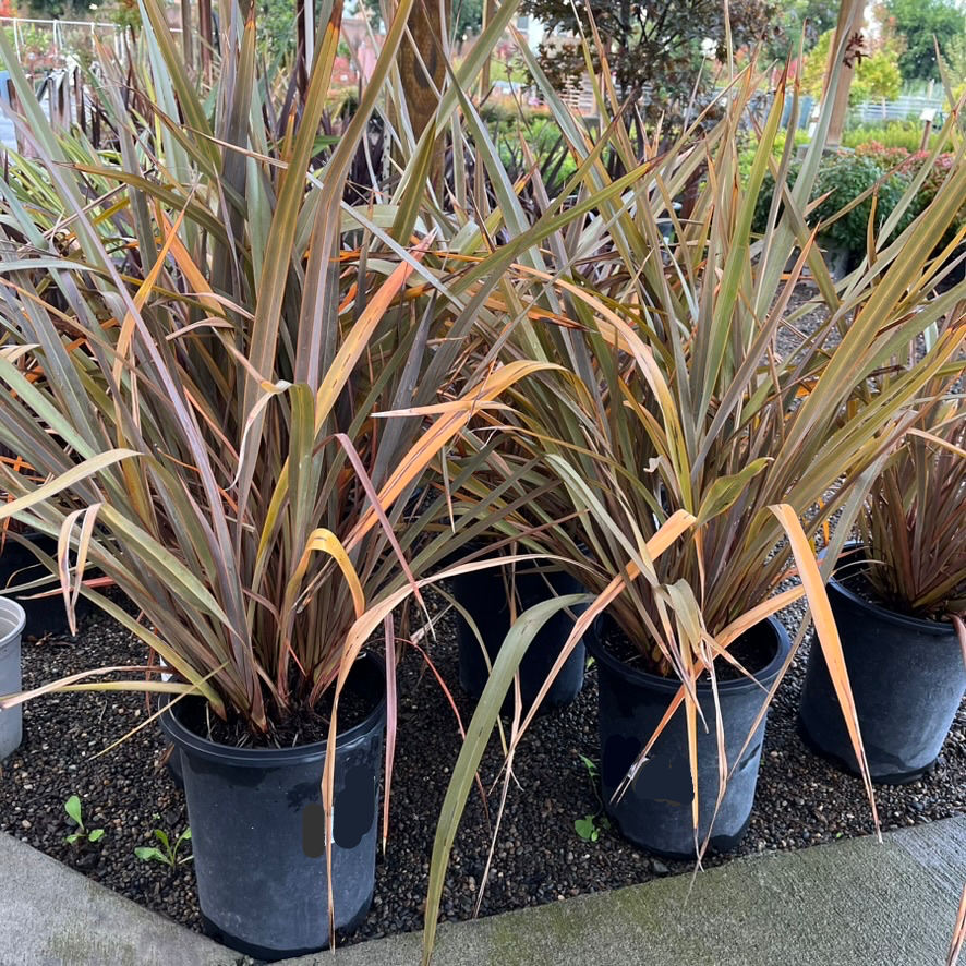 Bronze Baby New Zealand Flax