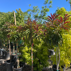 Bronze Loquat
