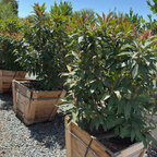 Bronze Loquat