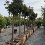 Bronze Loquat