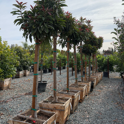 Bronze Loquat