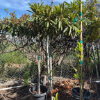 Bronze Loquat Tree