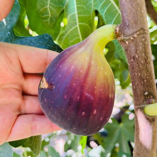 Brown Turkey Fig