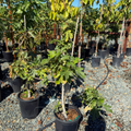 Brown Turkey Fig
