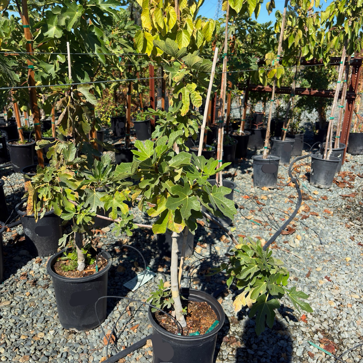 Brown Turkey Fig