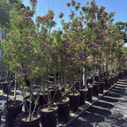 Bubba Desert Willow