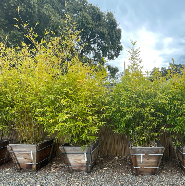 Buddha’s Belly Bamboo