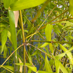 Buddha’s Belly Bamboo