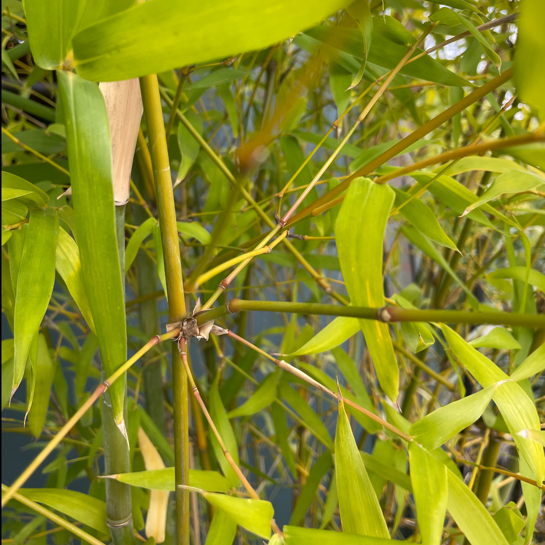 Buddha’s Belly Bamboo