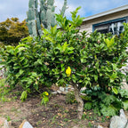 Buddha's Hand Citron