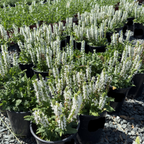 Bumblesnow Sage