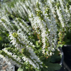 Bumblesnow Sage