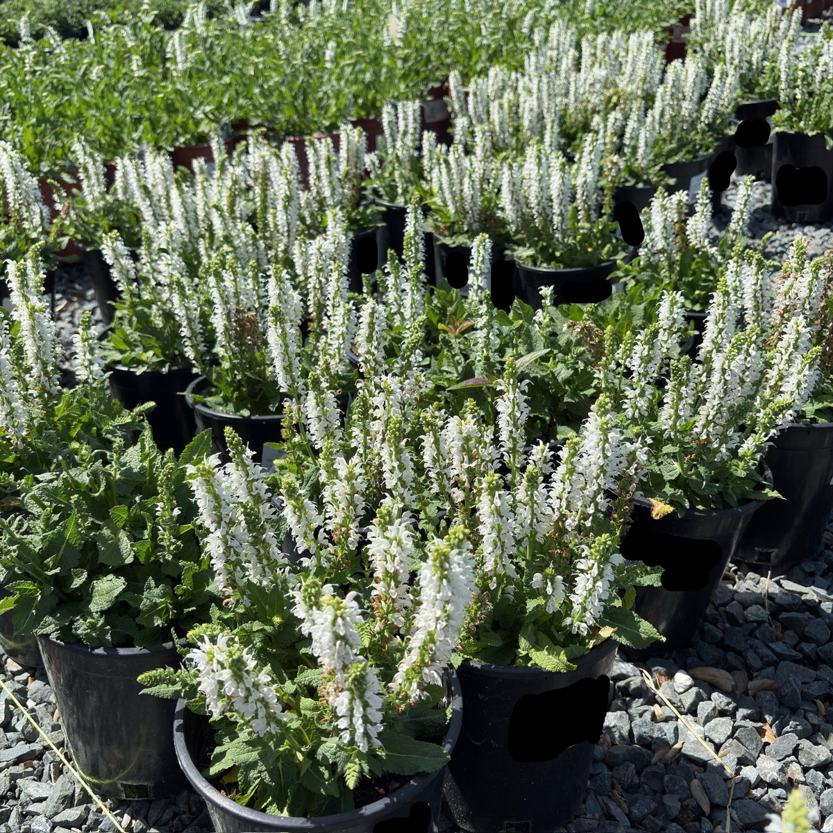 Bumblesnow Sage