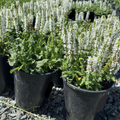 Bumblesnow Sage