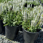 Bumblesnow Sage