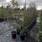 Burgundy Peppermint Willow