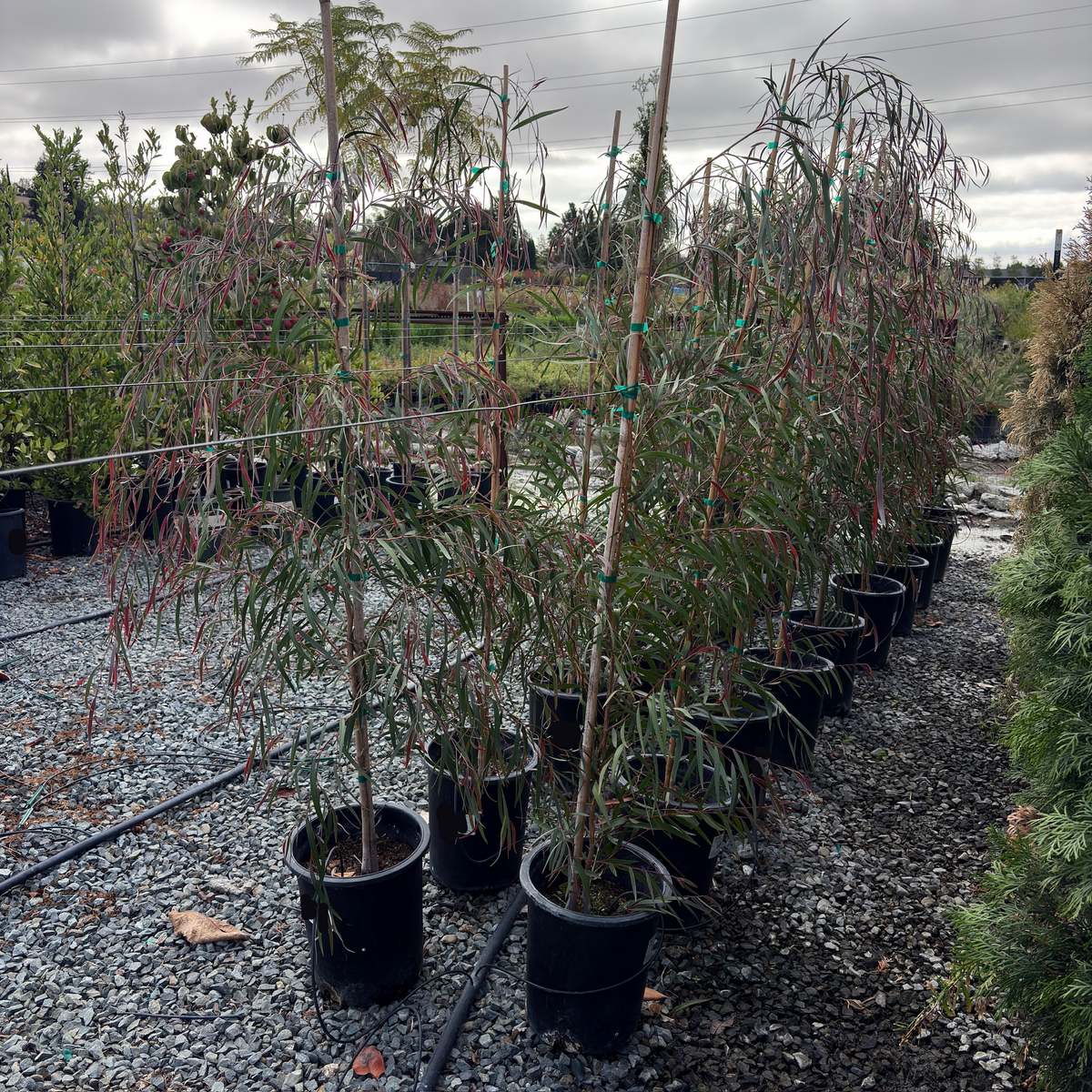 Burgundy Peppermint Willow