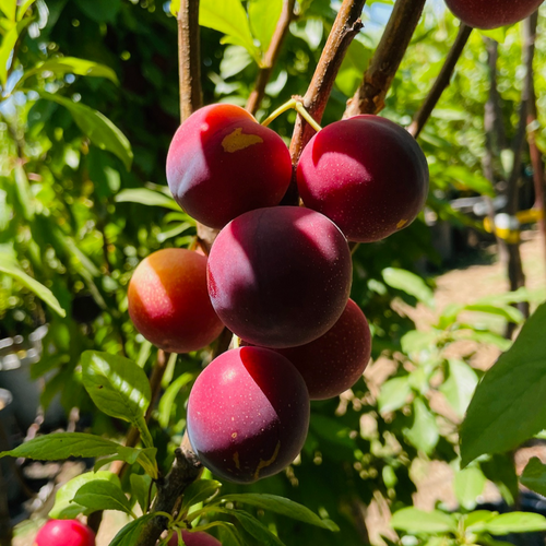 Burgundy Plum