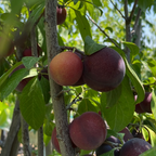 Burgundy Plum